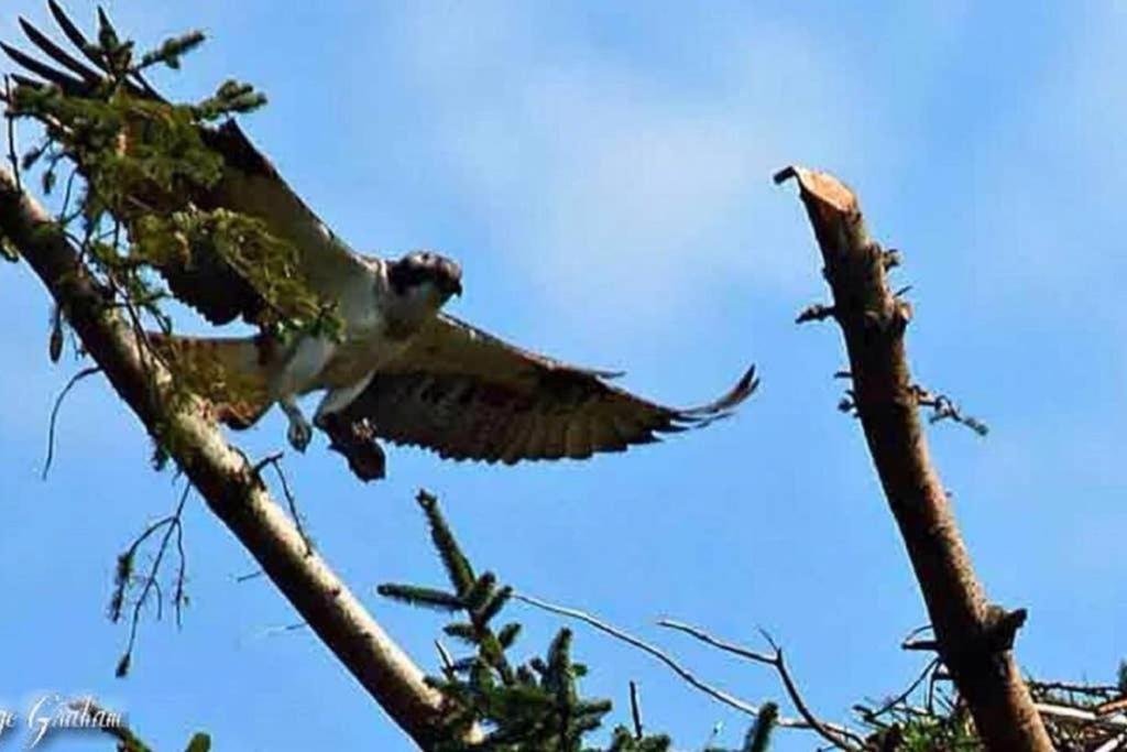 Fern Lodge Dalavich Dış mekan fotoğraf